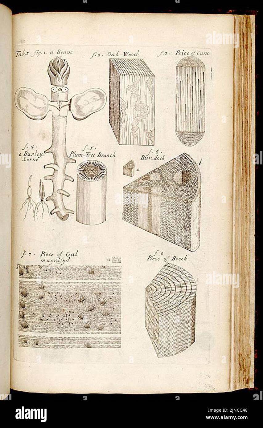 The anatomy of plants (Tab. 3 Stock Photo Alamy