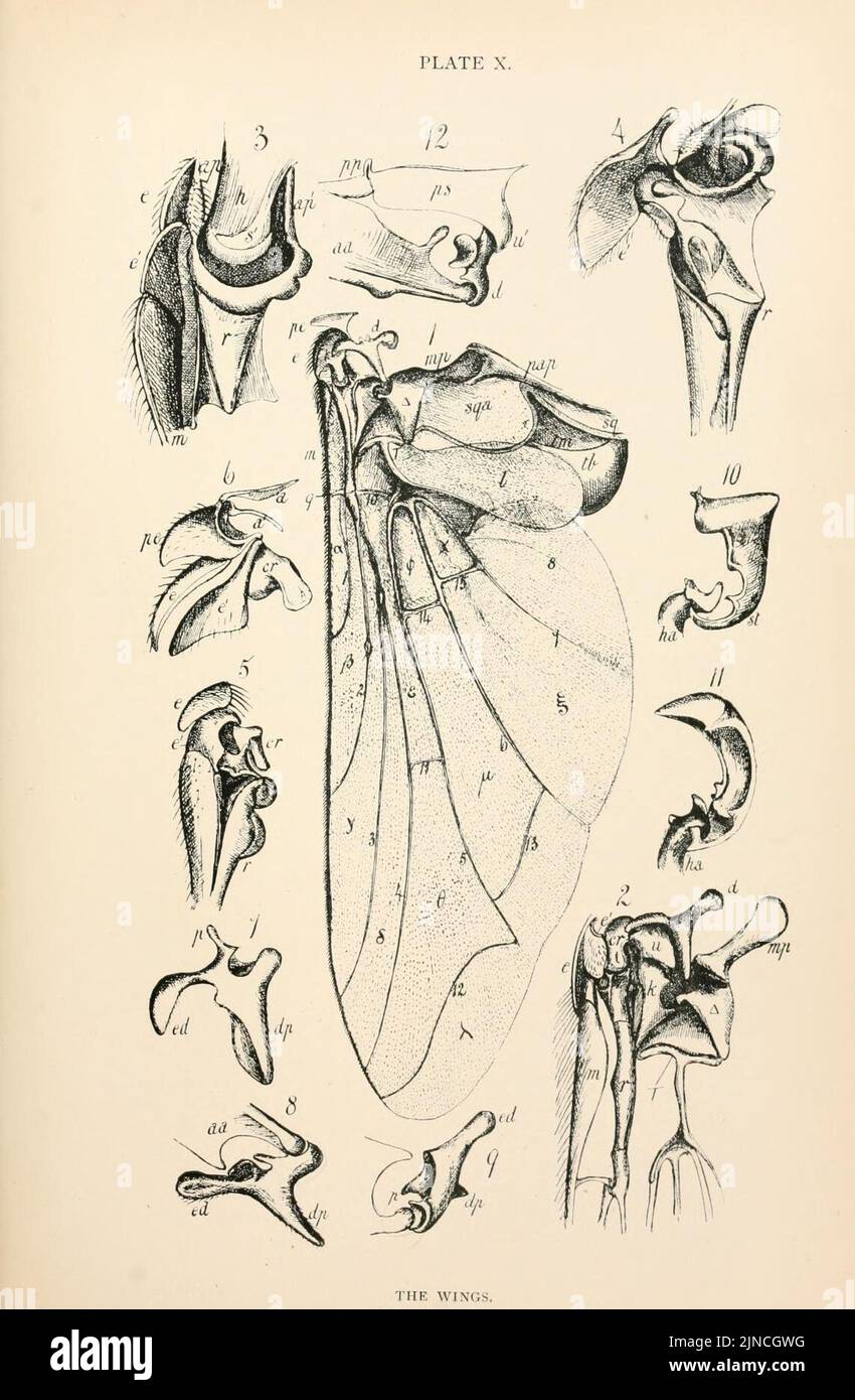 The anatomy, physiology, morphology and development of the blow-fly ...