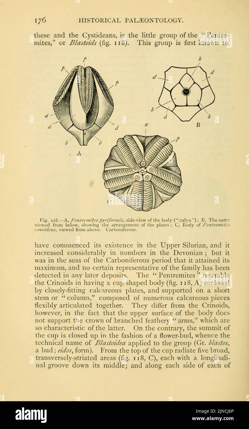 The ancient life-history of the earth (Page 176, Fig. 118 Stock Photo ...