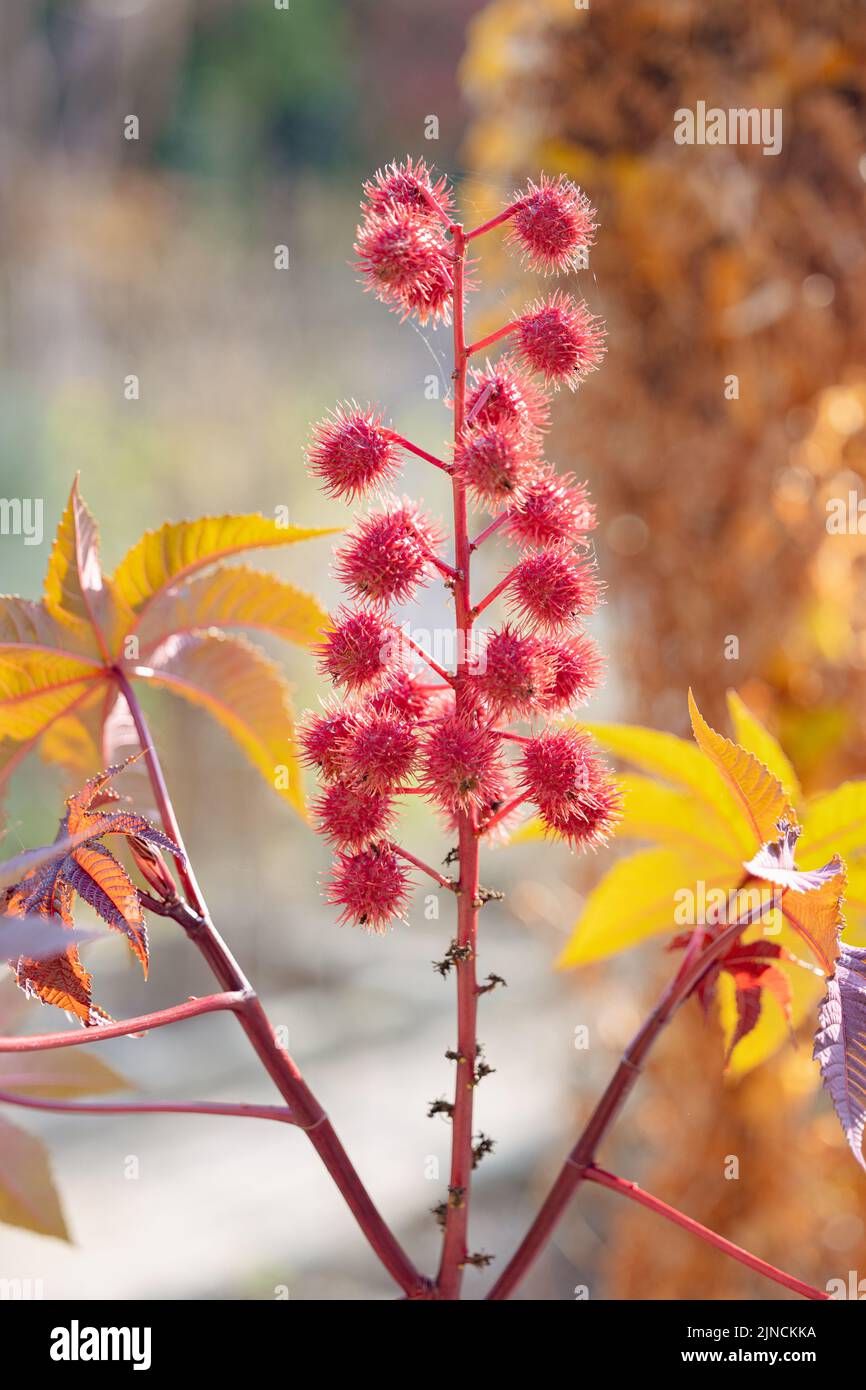 A vertical shot of red castor flowers in a botanic garden in Padua, Italy Stock Photo