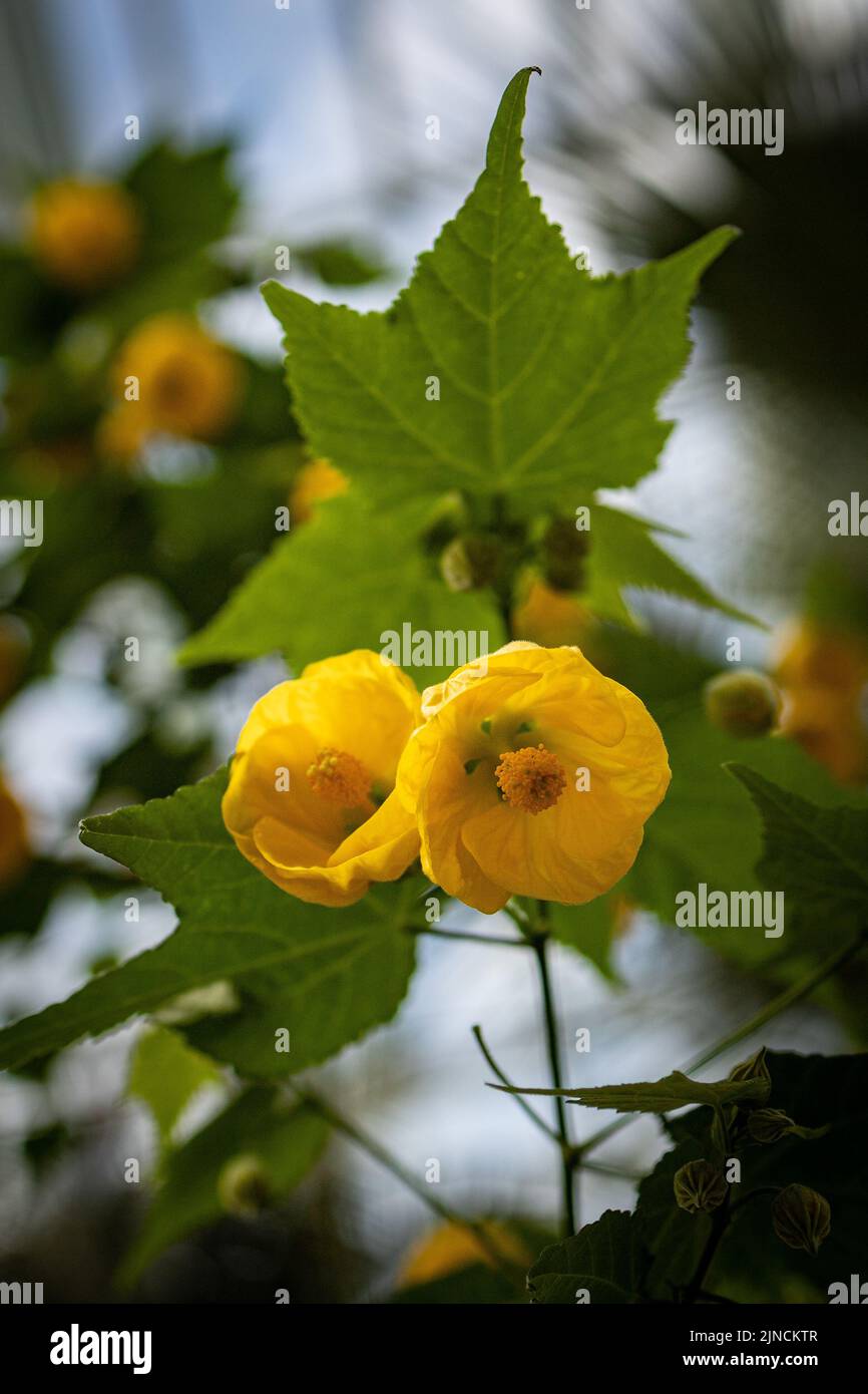 A vertical shot of yellow abutilon flowers with bright green leaves on branches Stock Photo