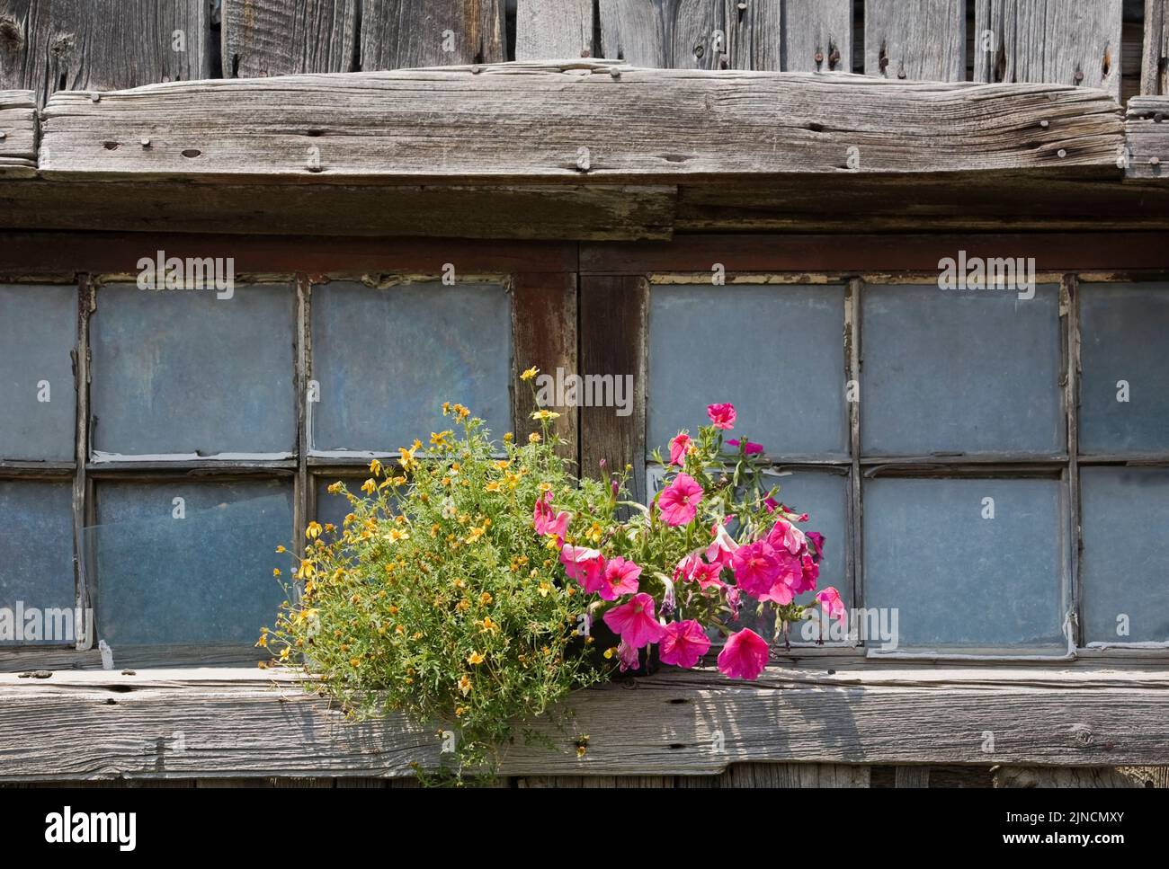 Old wooden barn window with a flower pot of petunias and yellow flowers ...