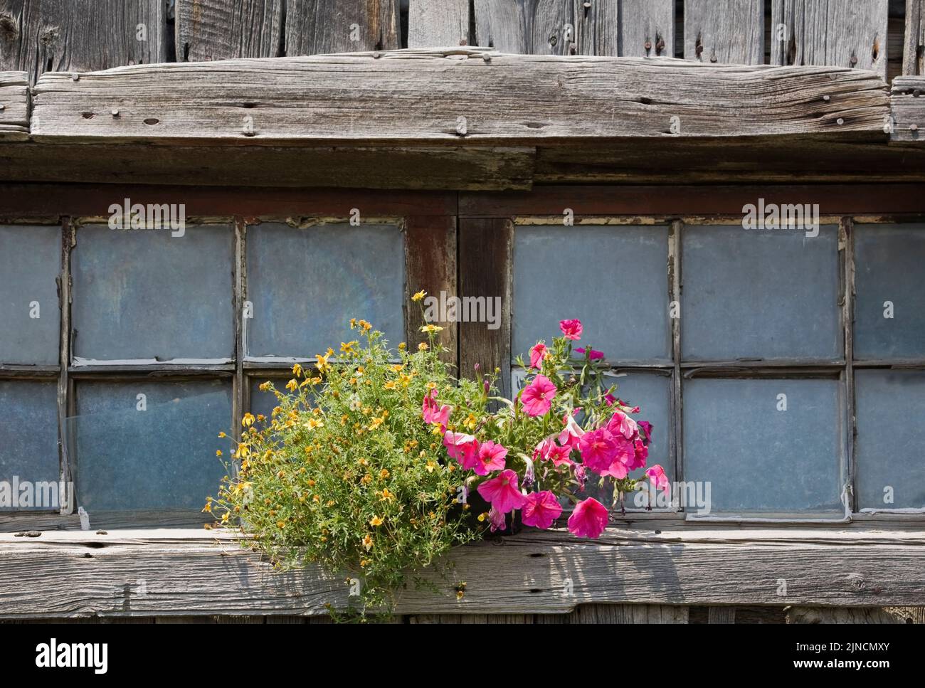 Old wooden barn window with a flower pot of petunias and yellow flowers on the window sill, Quebec, Canada Stock Photo