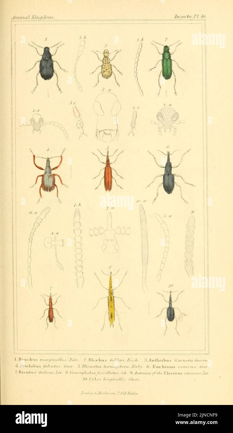 The animal kingdom, arranged according to its organization, serving as ...