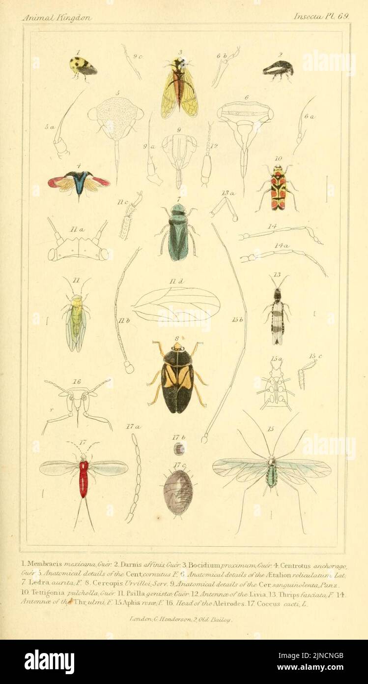 The animal kingdom, arranged according to its organization, serving as ...