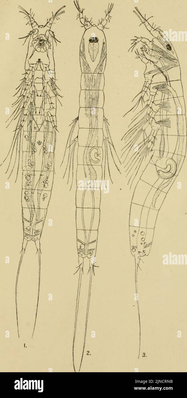 The Annals and magazine of natural history; zoology, botany, and geology (1920) (18224430708) Stock Photo