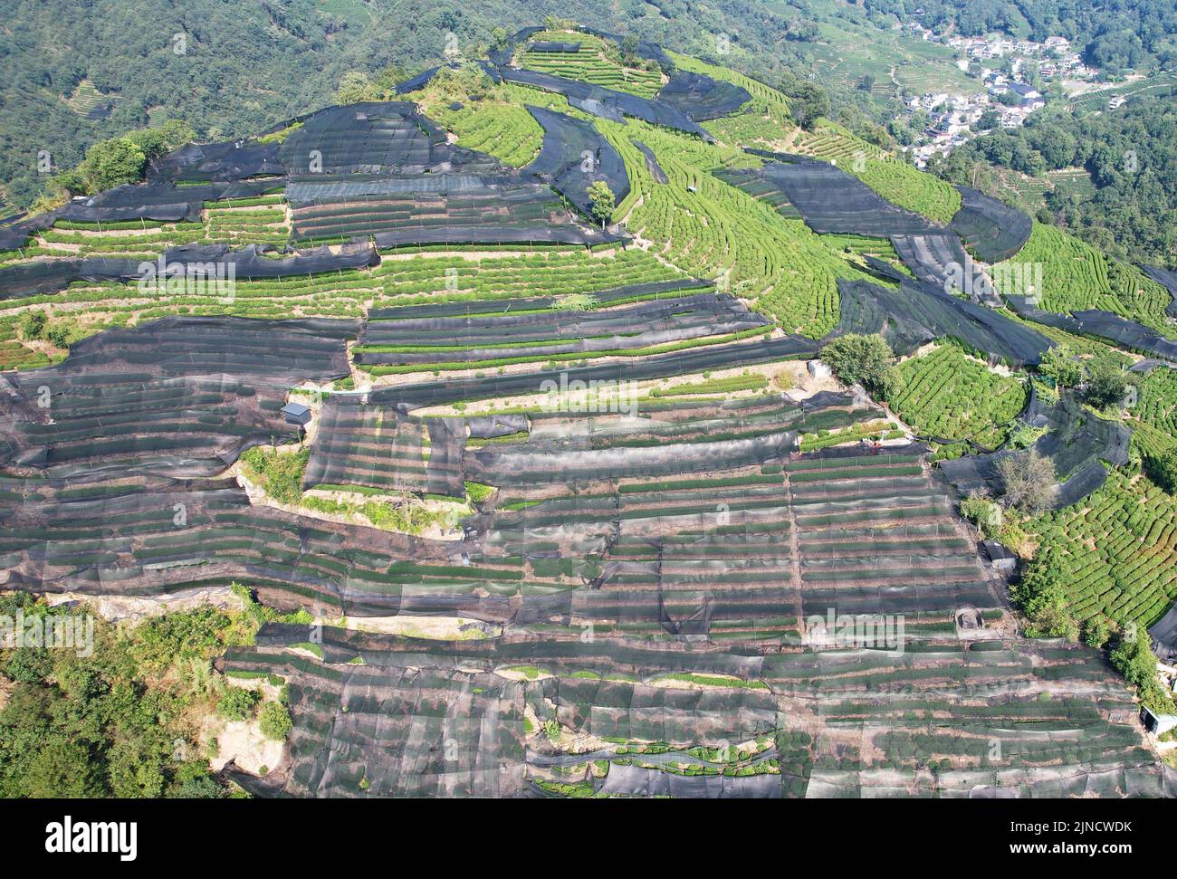 HANGZHOU, CHINA - AUGUST 11, 2022 - A large area of sun protection net covers the tea hill of Hangzhou West Lake Longjing Level 1 Protected area in Ha Stock Photo