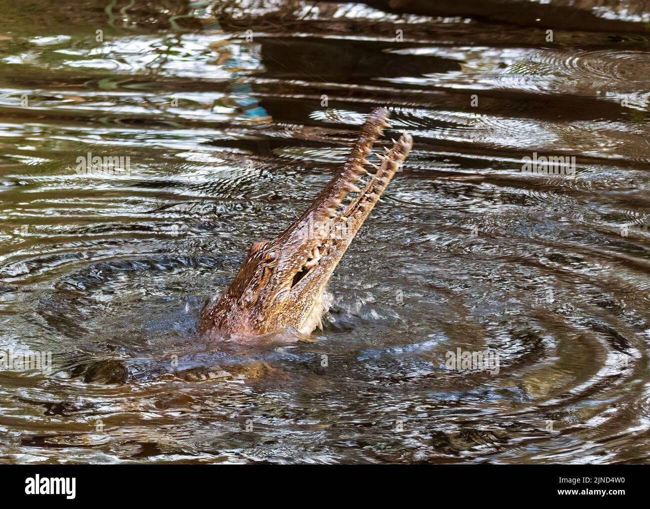 Headshot of a Freshwater Crocodile (Crocodylus johnstoni) with mouth open and showing teeth in a river, Northern Territory, NT, Australia Stock Photo