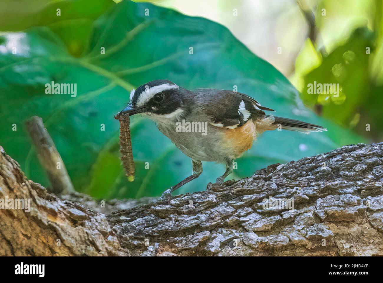 Buff-sided Robin (Poecilodryas cerviniventris) with a caterpillar in its beak, Timber Creek, Northern Territory, NT, Australia Stock Photo