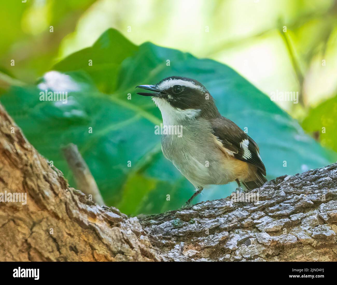 Buff-sided Robin (Poecilodryas cerviniventris) with open beak, Timber Creek, Northern Territory, NT, Australia Stock Photo