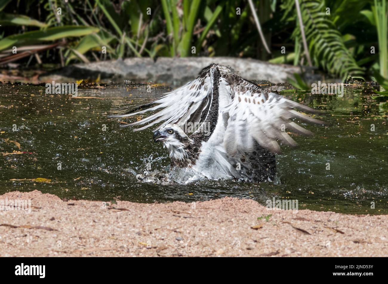 Eastern Osprey (Pandion cristatus) diving for fish, Wildlife Territory Park, Darwin, Northern Territory, NT, Australia. Controlled conditions. Stock Photo