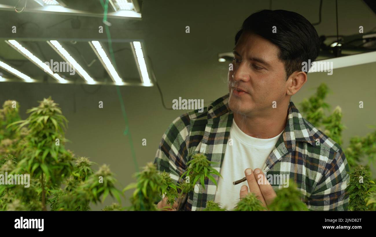 Marijuana farmer smoking rolled marijuana weed joint in curative