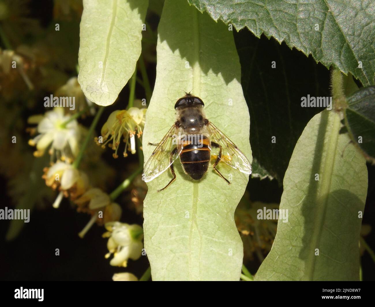 A honey bee is standing on a leaf of a linden tree. A honey bee on a sunlit leaf of a linden tree. Stock Photo