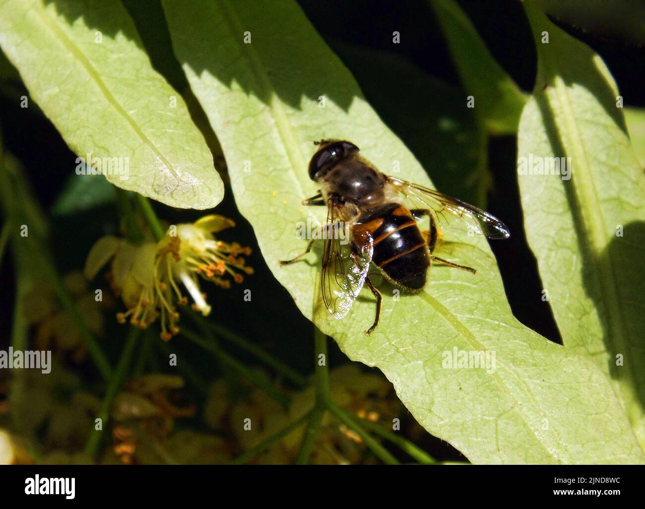 A honey bee is standing on a leaf of a linden tree. A honey bee on a sunlit leaf of a linden tree. Stock Photo