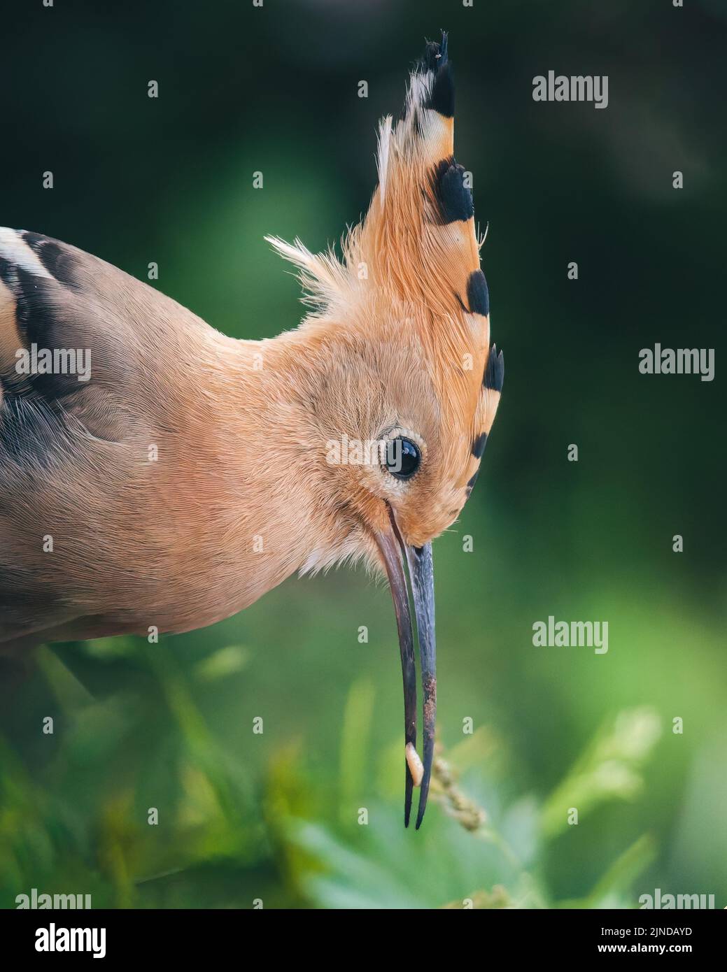 A beautiful bird hoopoe eating a small white worm Stock Photo Alamy