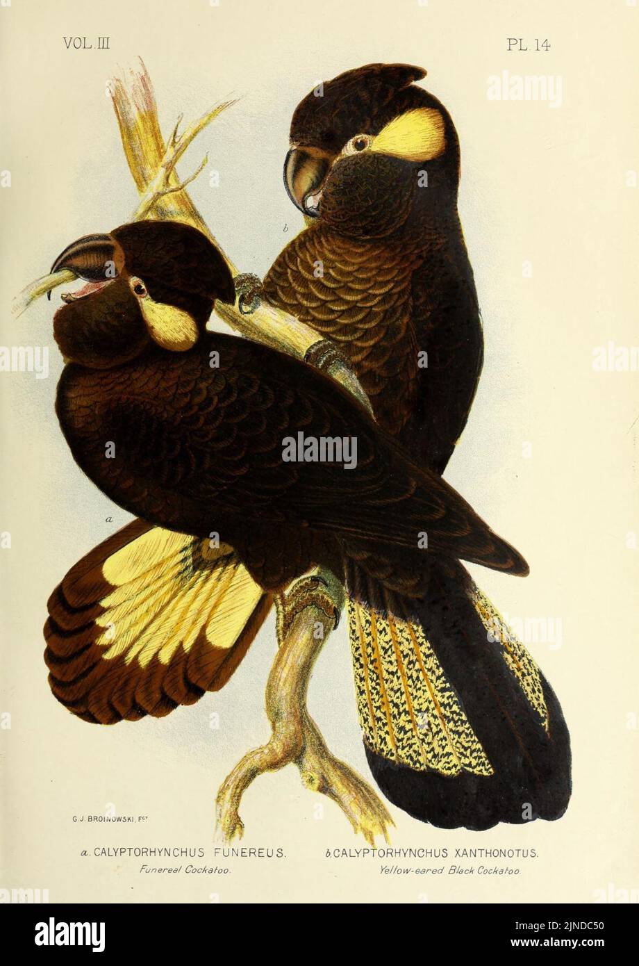 The birds of Australia (16678987789) Stock Photo