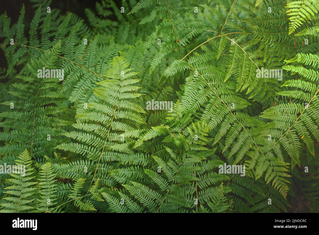 Backdrop of wild ferns hi-res stock photography and images - Alamy