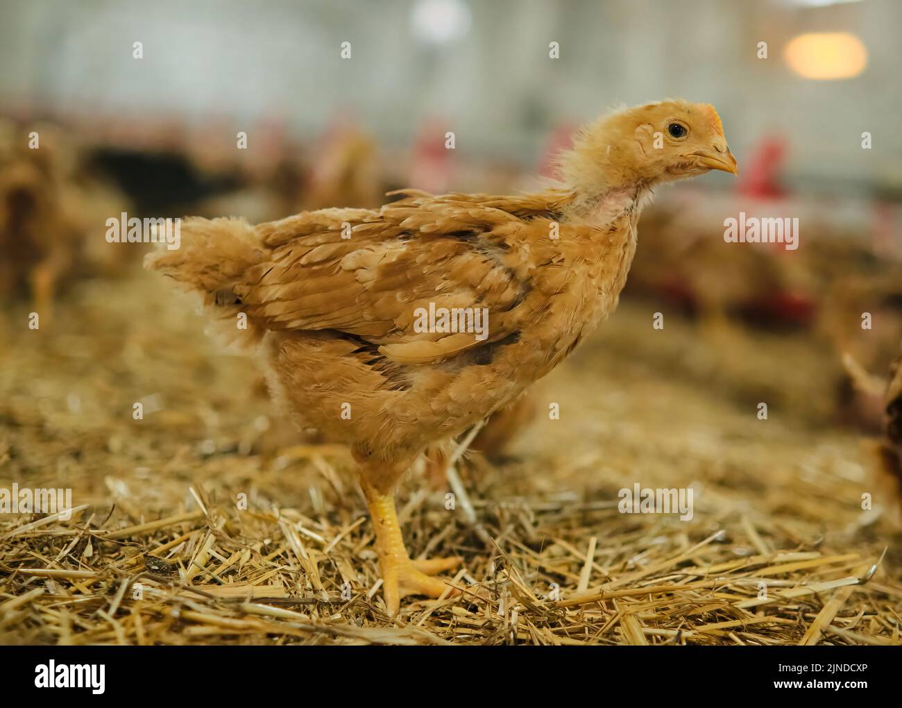 close up portrait pullet Chicken poultry straw bedding farm factory look camera Stock Photo