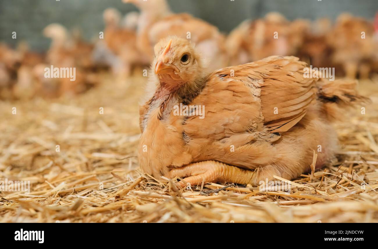 close up portrait pullet Chicken poultry straw bedding farm lookin on