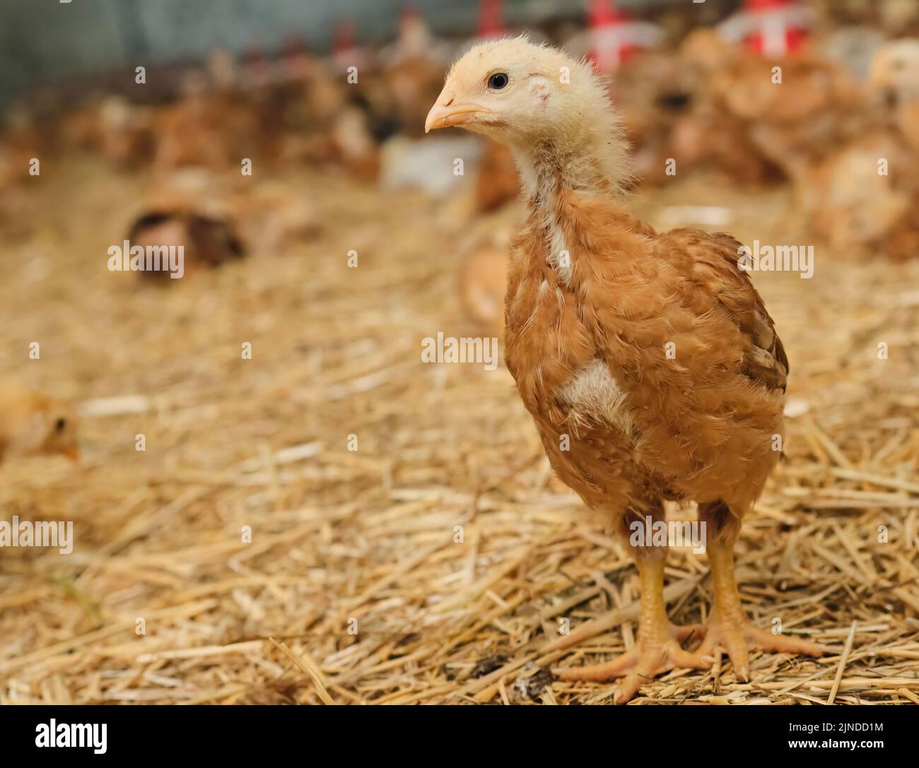 portrait young pullet Chicken poultry straw bedding farm factory lookin camera Stock Photo