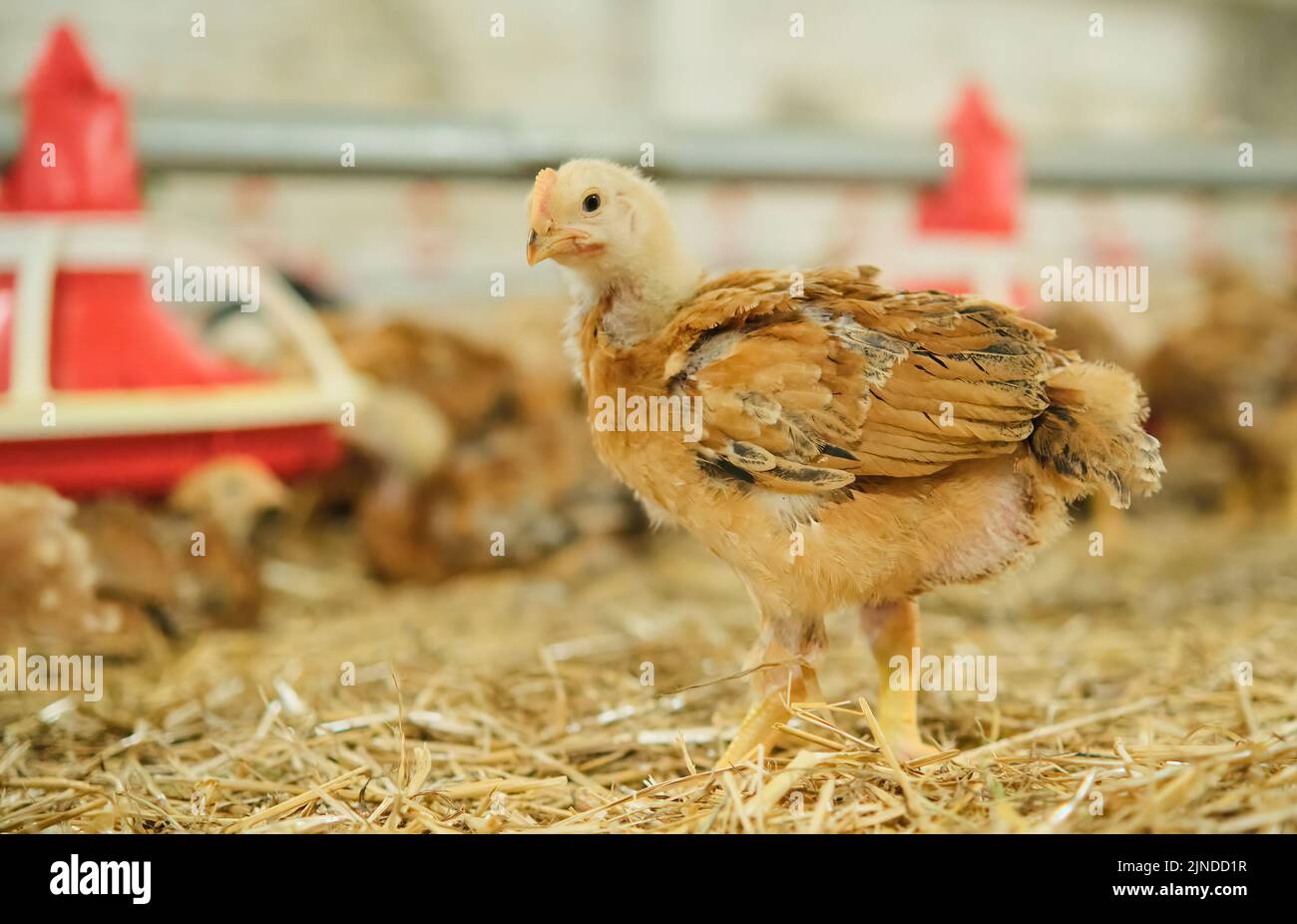 portrait pullet Chicken poultry straw bedding farm factory lookin on camera Stock Photo