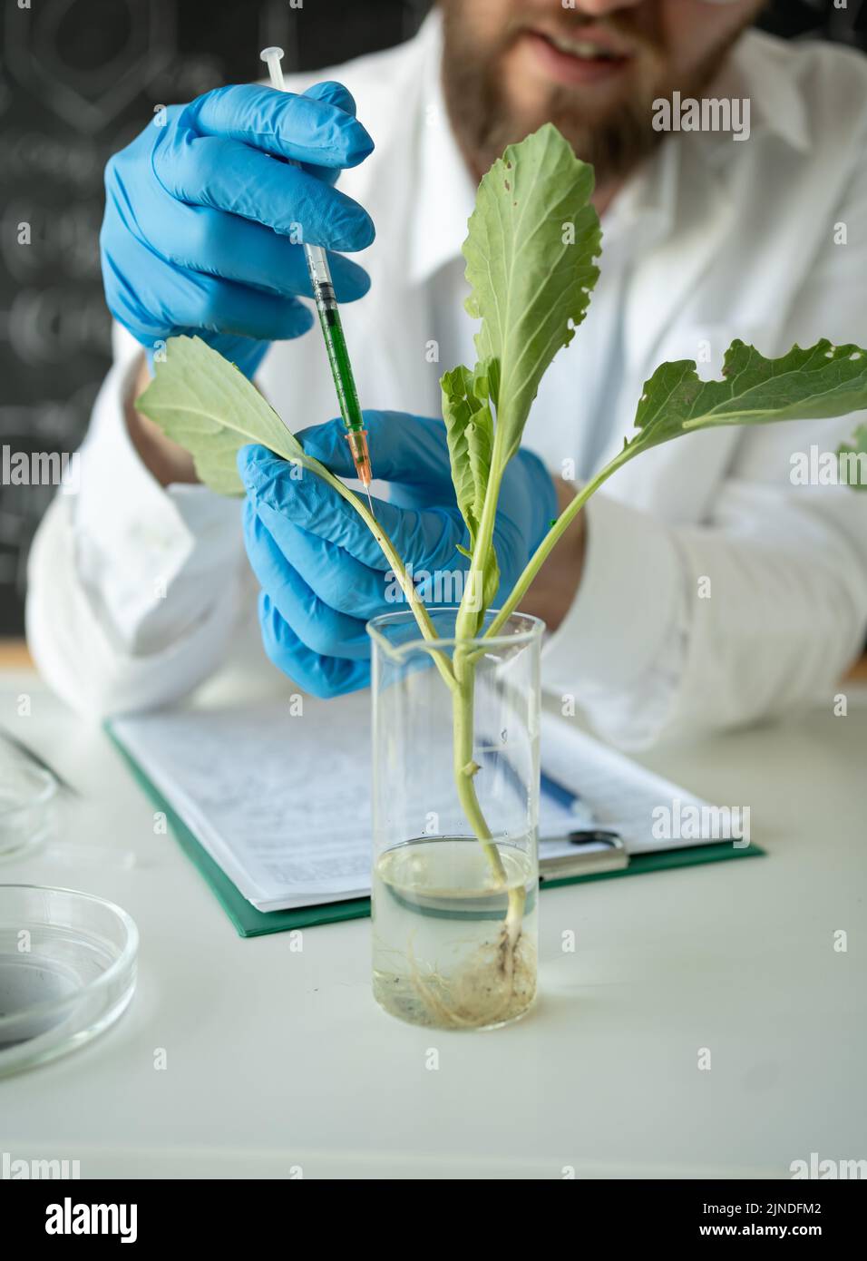 Male microbiologist looking at a healthy green plant in a sample flask. Medical scientist working in a food science laboratory Stock Photo