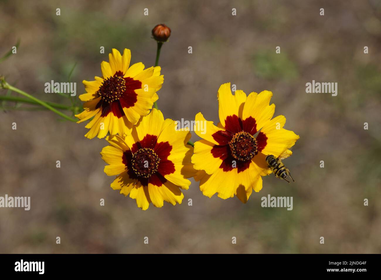 Flowers of Plains Coreopsis, Golden Tickseed (Coreopsis tinctoria), family Asteraceae. Flying hoverfly Myathropa florea. Summer, August. Stock Photo