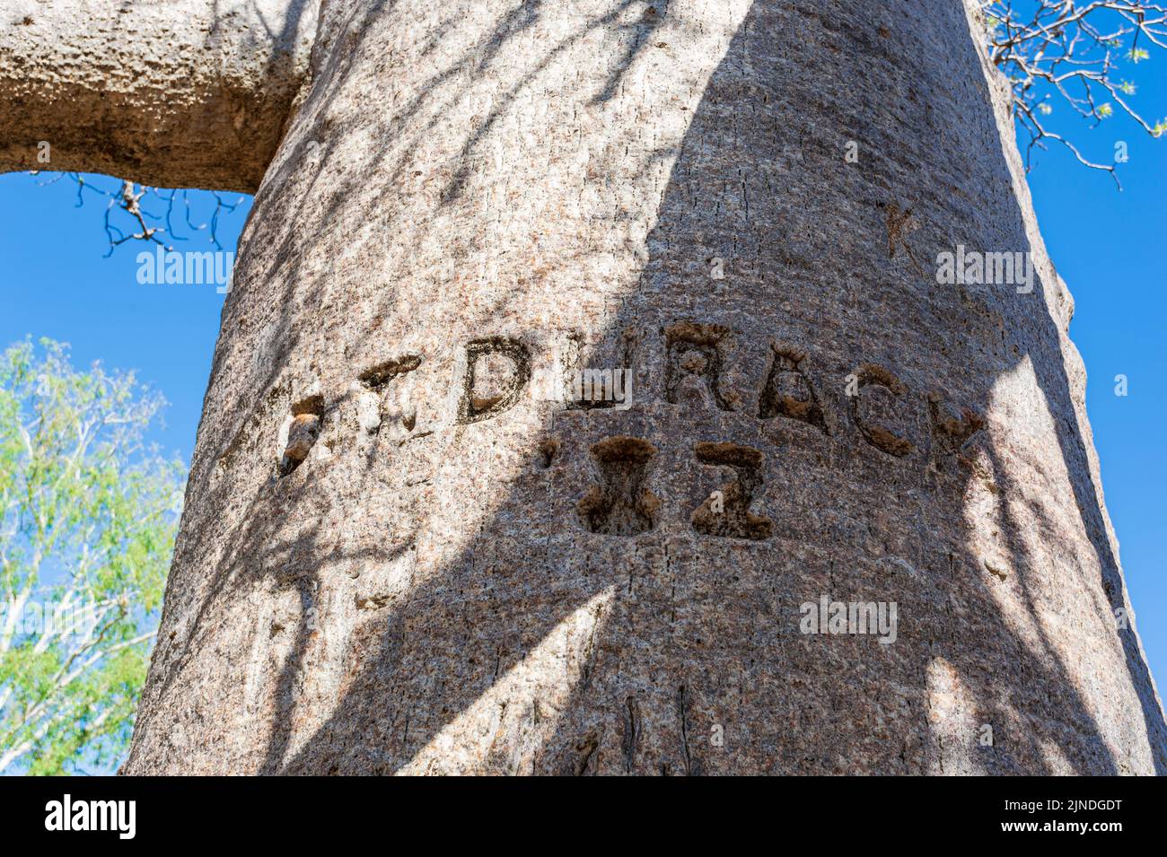 Boab with the name Durack engraved at the historic Bullita Homestead, Judbarra/Gregory National Park, Northern Territory, NT, Australia Stock Photo