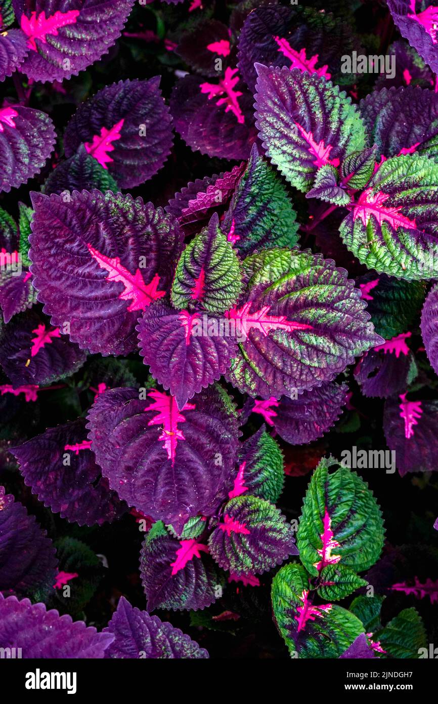 Beautiful leaves of Coleus plant with vibrant color. Natural color pattern background Stock Photo