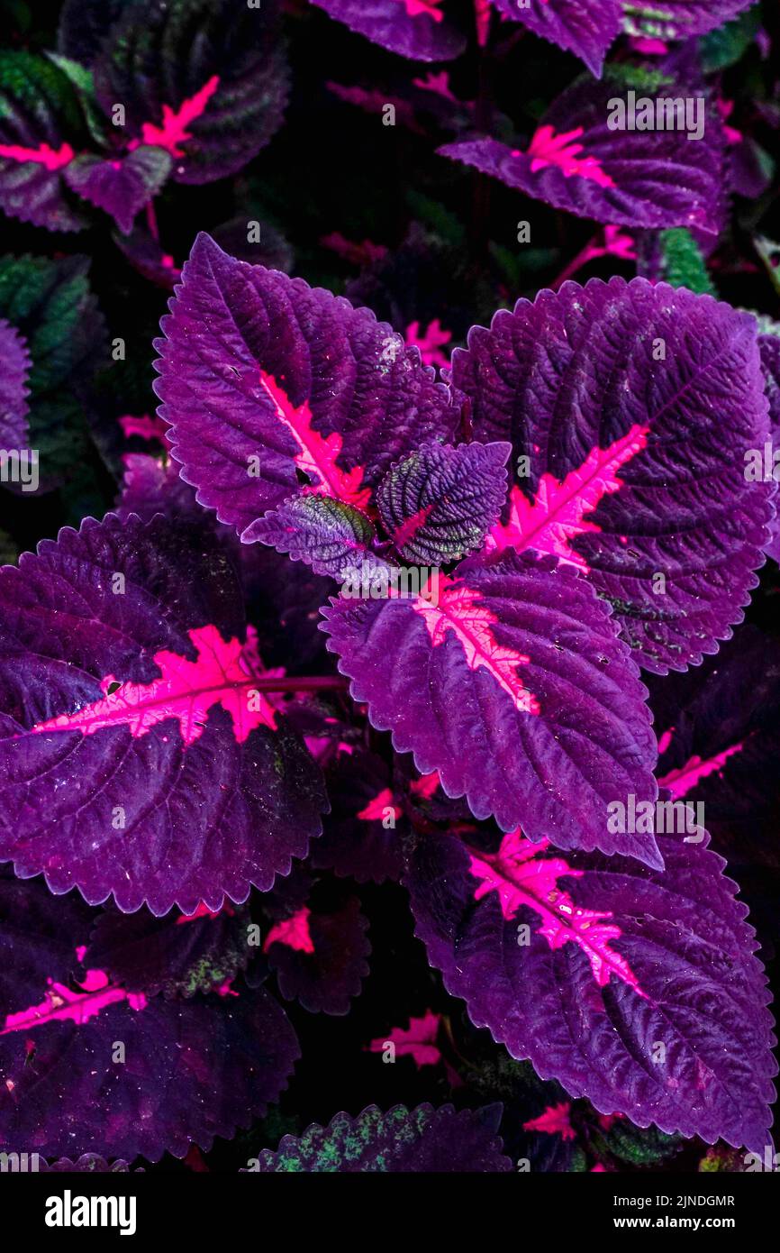 Beautiful leaves of Coleus plant with vibrant color. Natural color pattern background Stock Photo