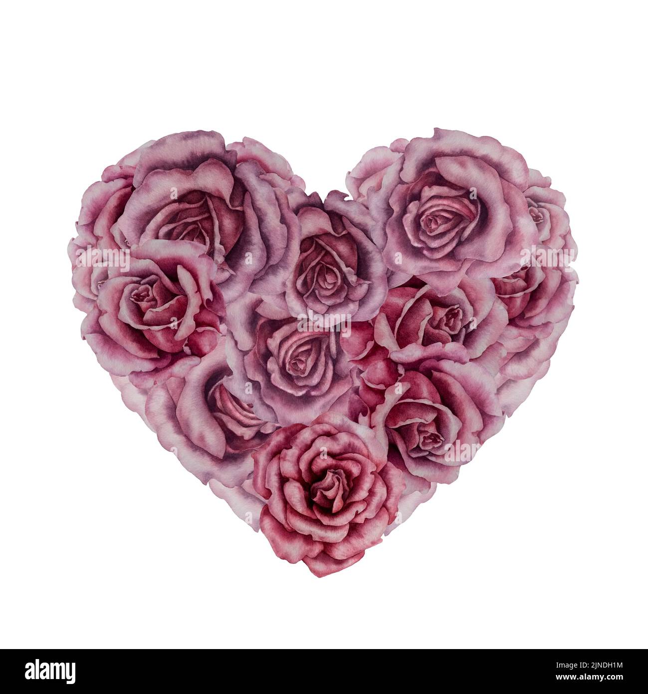 Baby Love Rose Hi Res Stock Photography And Images Alamy