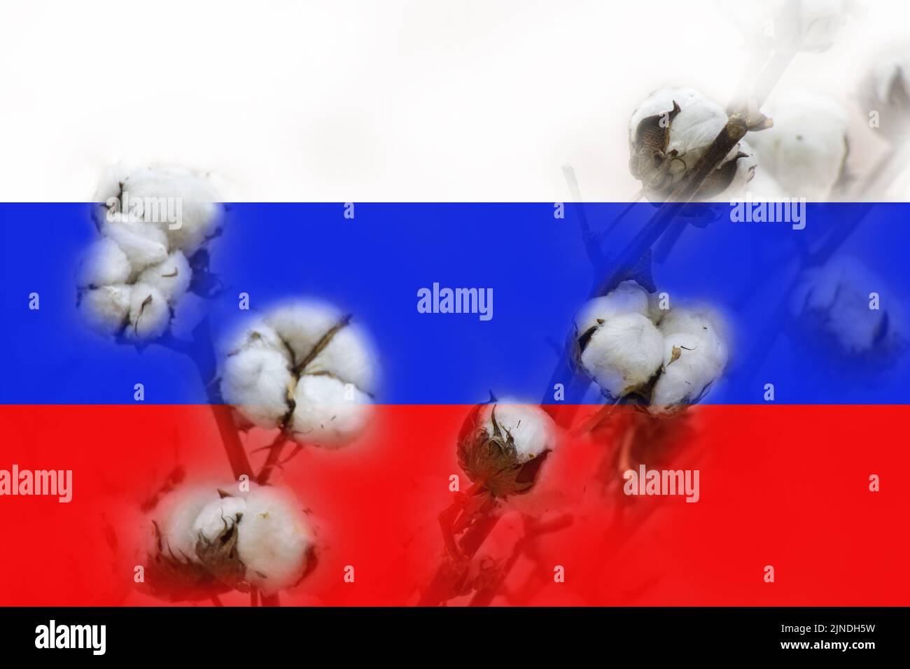 Cotton dry flower against the background of the flag of Russia, denial of explosions in Russia, missile attack, propaganda in the war and deceit Stock Photo