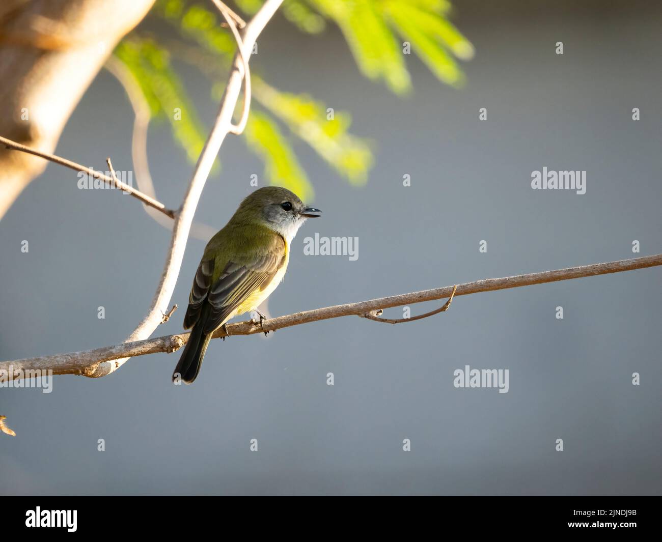 A closeup shot of Lemon Bellied Flycatcher or Microeca flavigaster perched on a branch Stock Photo