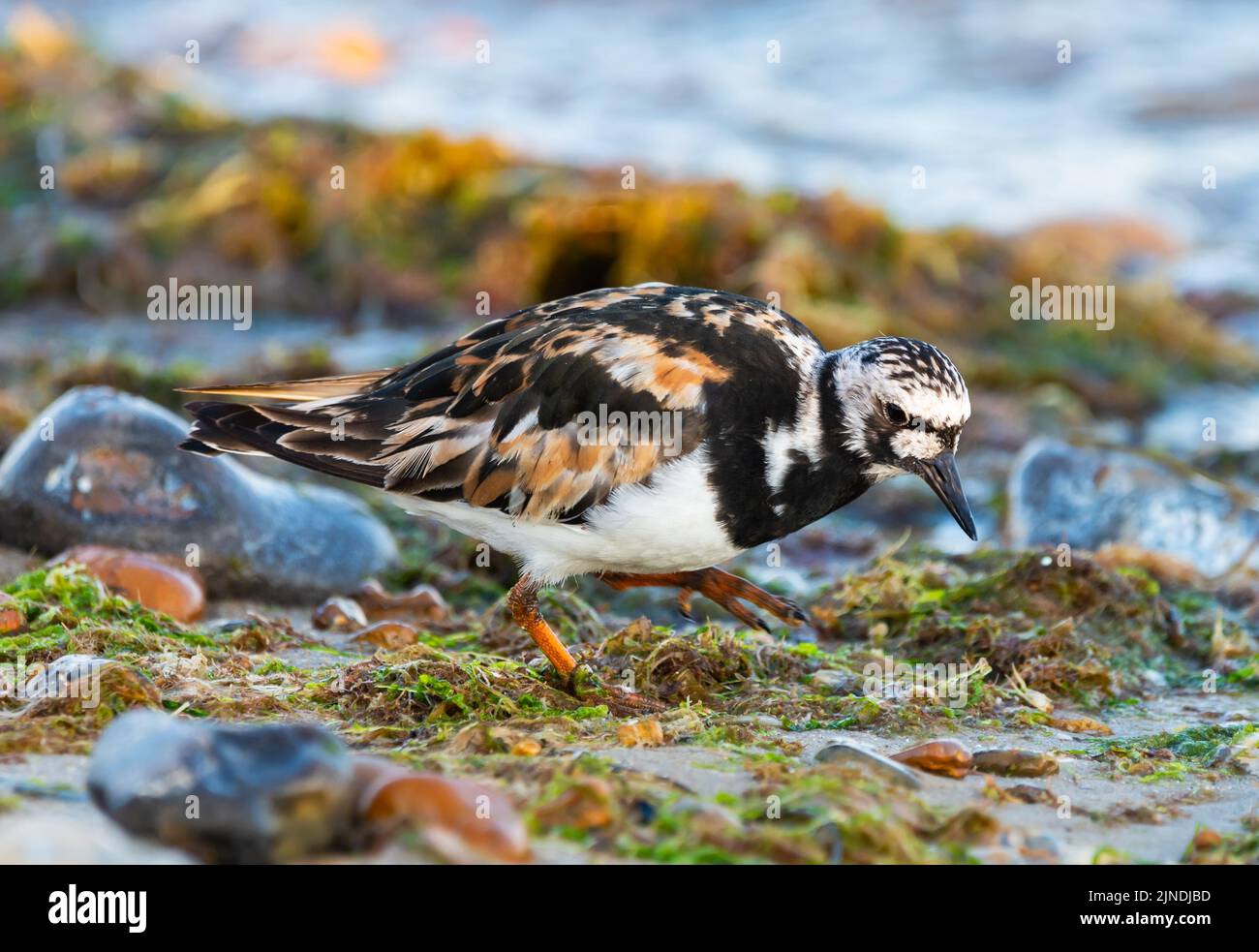 Turnstone bird (Arenaria interpres) standing amongst pebbles and stones on a shingle beach at low tide in England, UK. Stock Photo