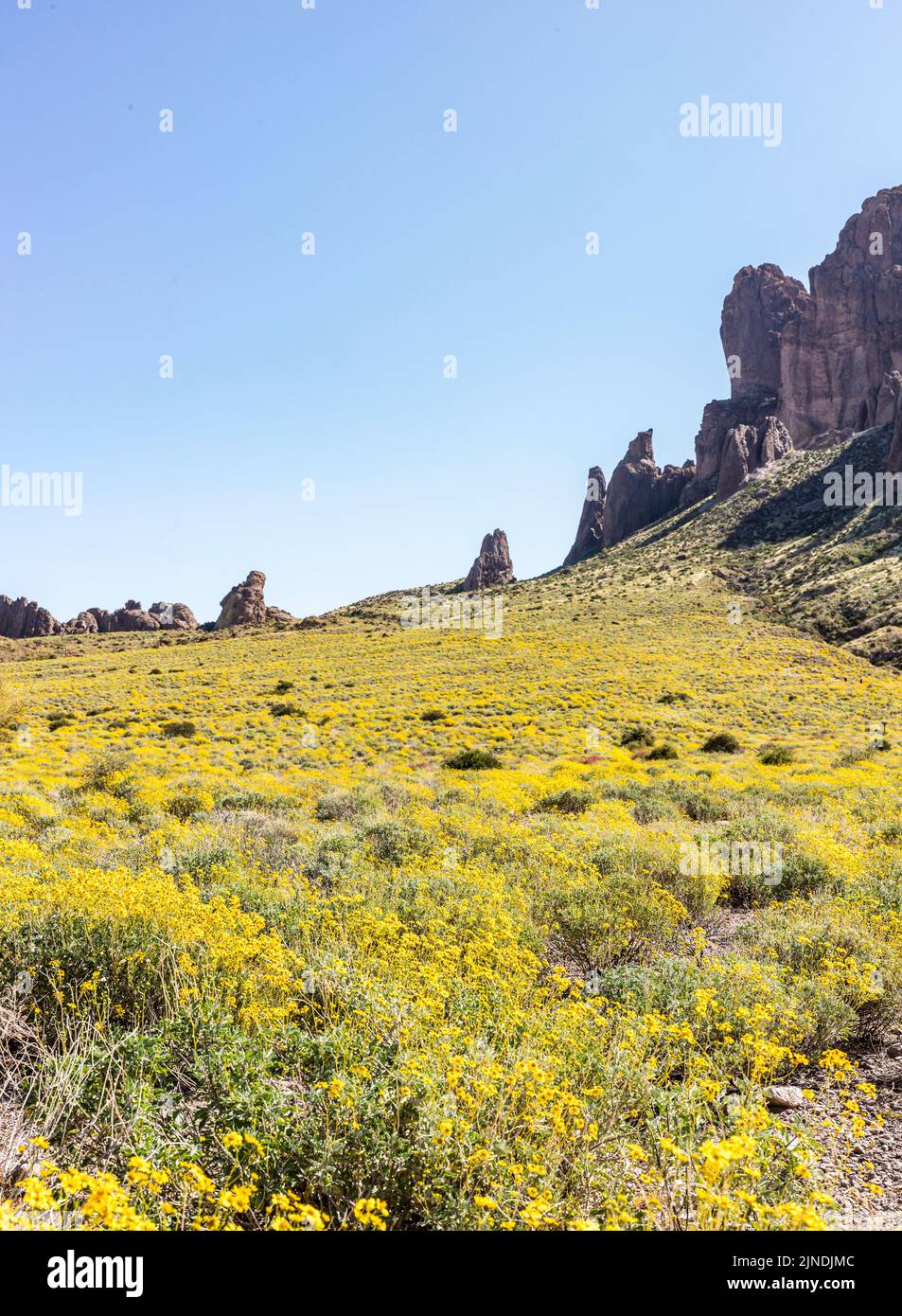 Steep rock formations and yellow Spring flowers below in Lost Dutchman State Park, Arizona, USA. Stock Photo