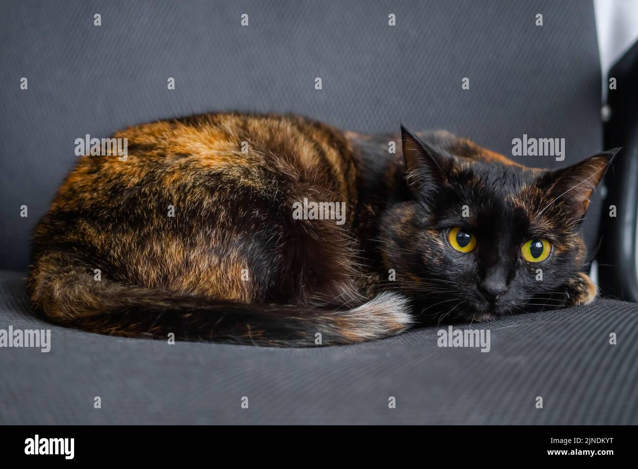 Grey calico cat hi-res stock photography and images - Alamy, حجم الصورة 1300x956