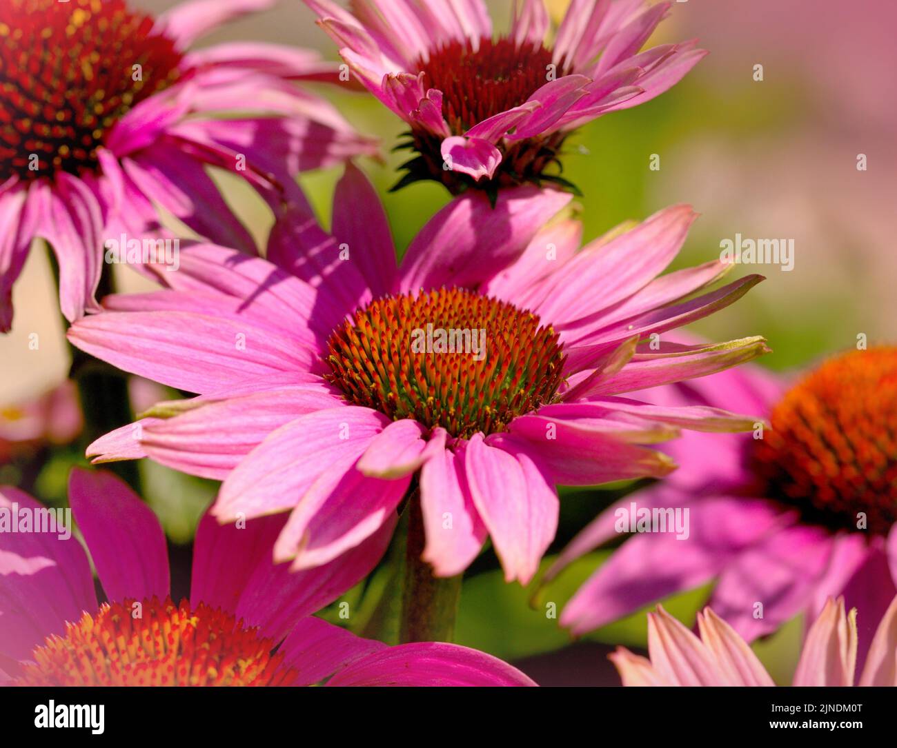 Macro of a pink echinacea in summer Stock Photo