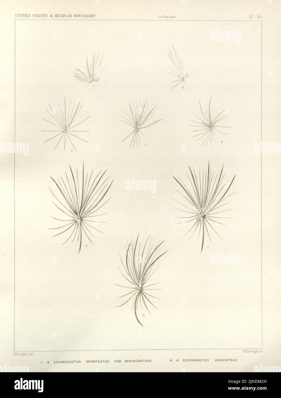 George Engelmann The botanical works of the late George Engelmann, collected for Henry ...