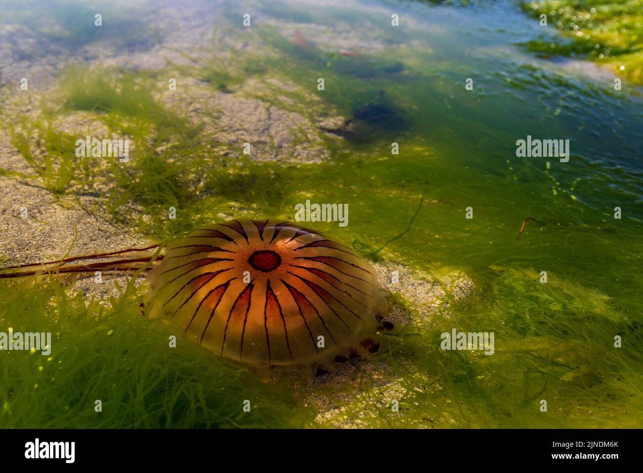 Compass jellyfish or Chrysaora hysocella jellyfish on Pendower Beach, Cornwall Stock Photo Alamy
