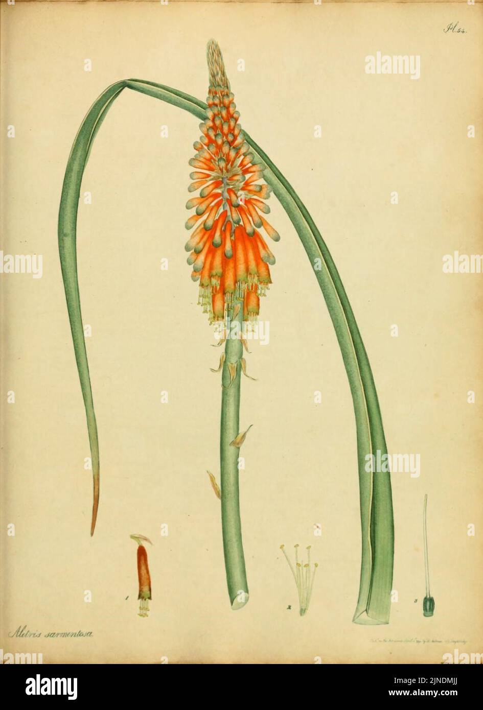 The botanist's repository, for new and rare plants (Pl. 54) (9319019975