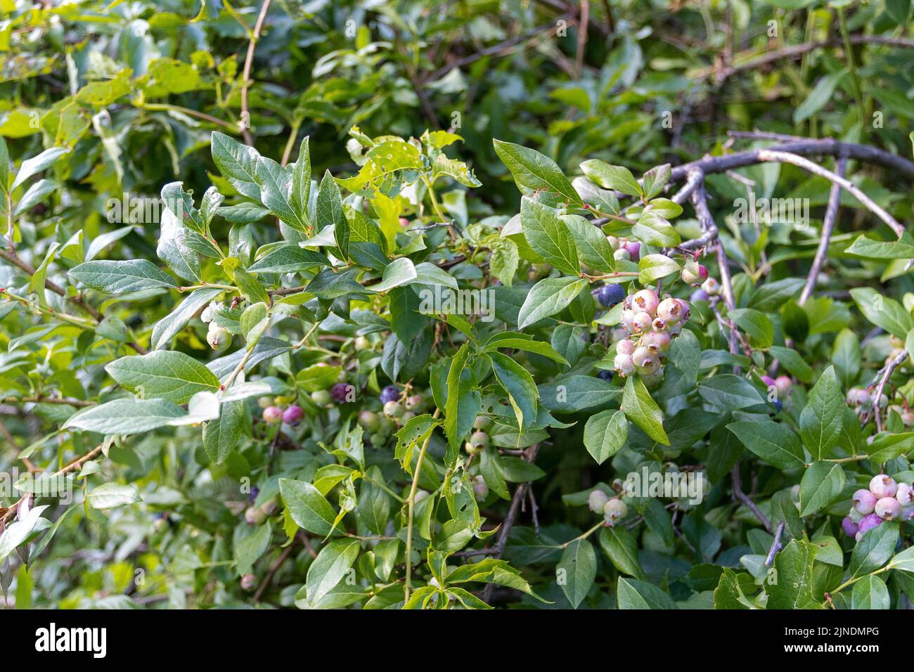Blueberries growing on a bush in different stages of ripening Stock
