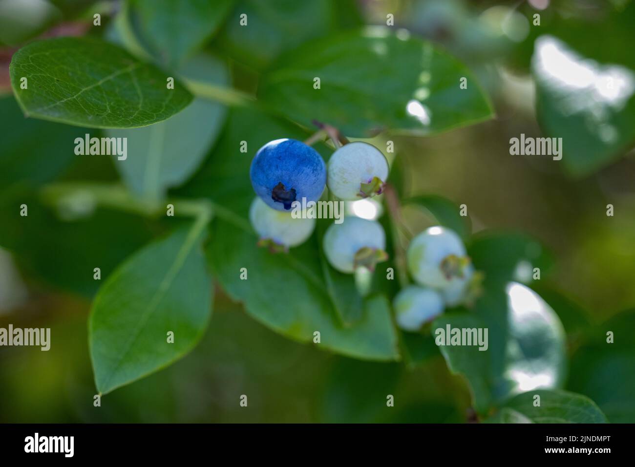 Blueberries growing on a bush in different stages of ripening Stock