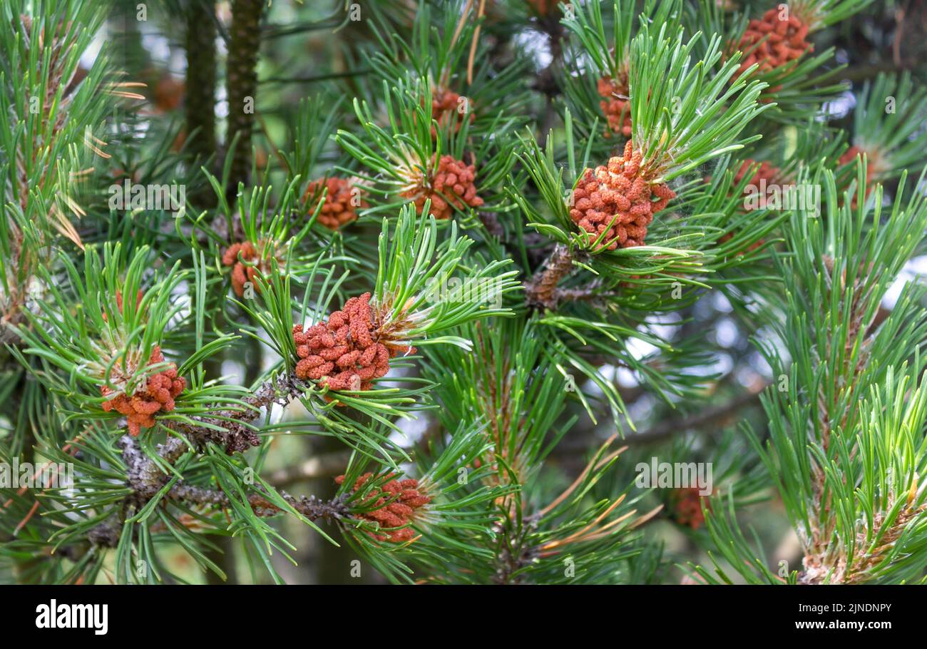 Green natural background with close-up of a blossoming pine branch in the forest on a sunny day Stock Photo