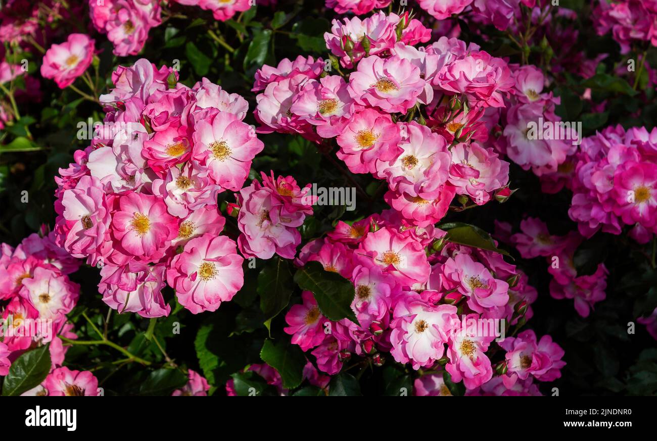 Bushes of beautiful musk-pink roses in the garden on a sunny summer day .Mozart roses Stock Photo