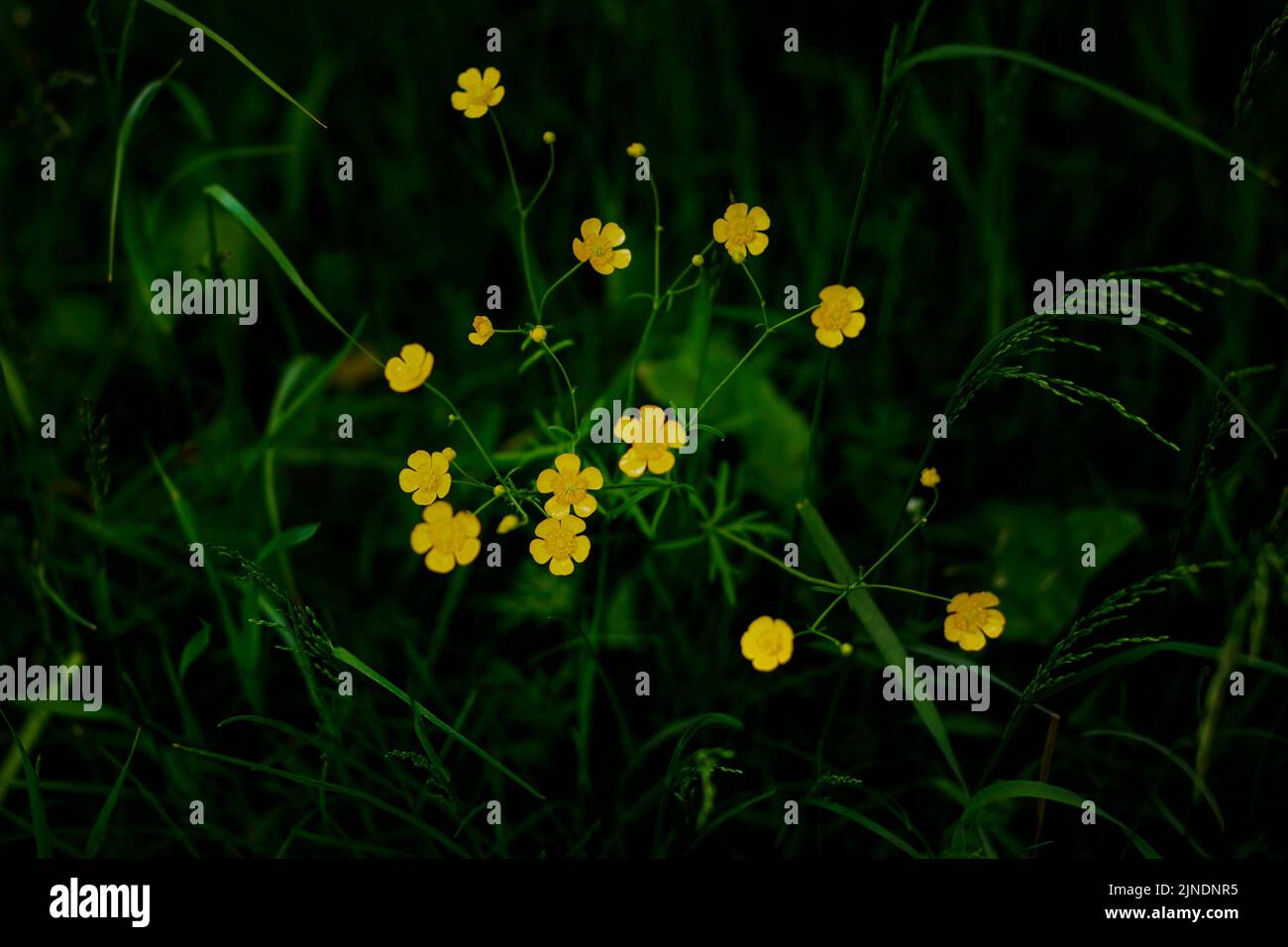 rannculus acris. Field, forest plant. Flower bed, beautiful delicate plants. Yellow flowers. Buttercup is a pungent, common species of buttercup in th Stock Photo