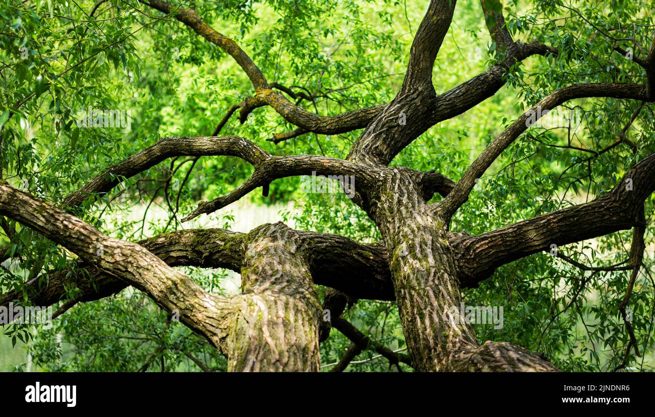 Tree trunks in green leaves on a sunny summer day. Stock Photo