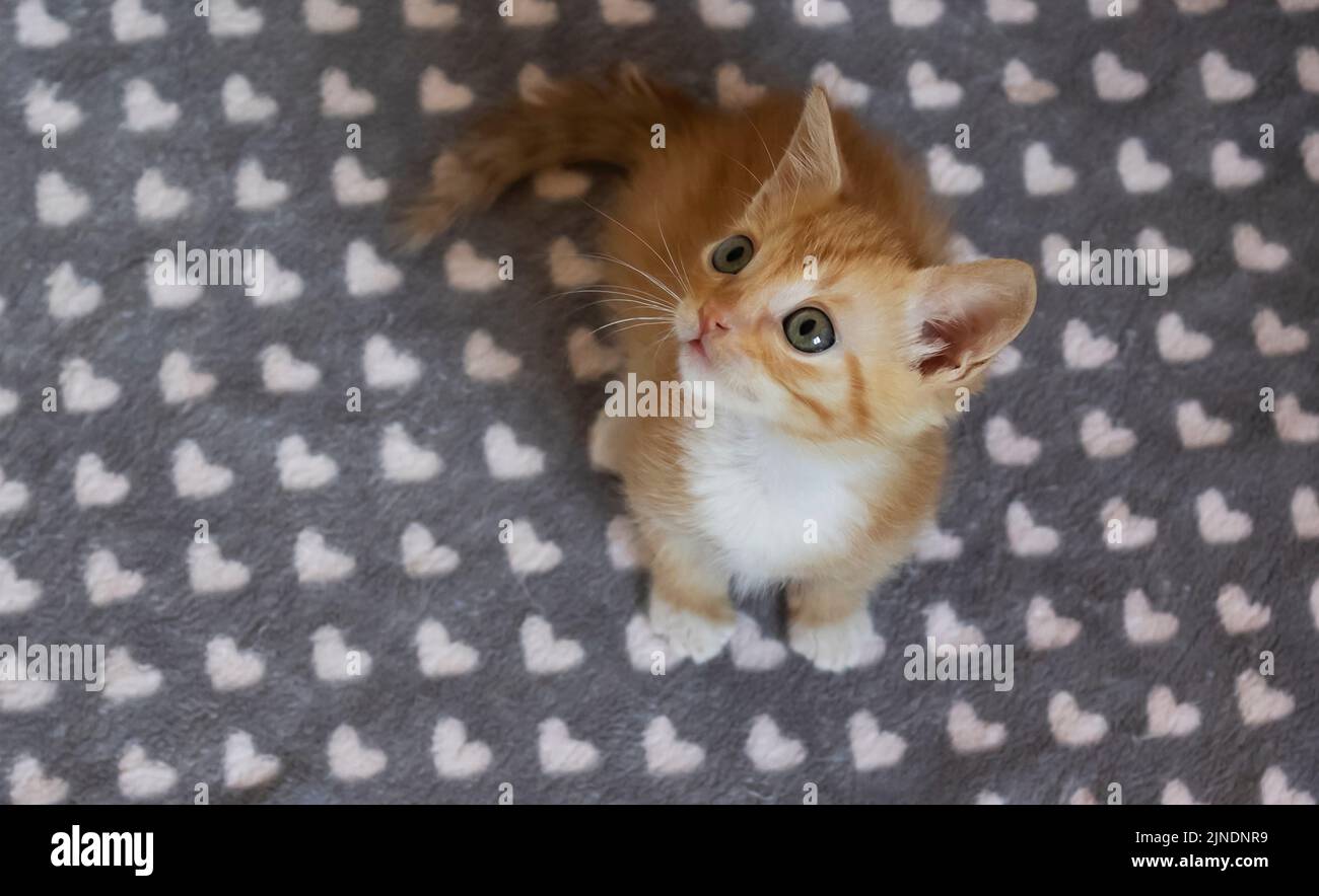 Cute little red kitten looks up with blue eyes. Pet. Stock Photo