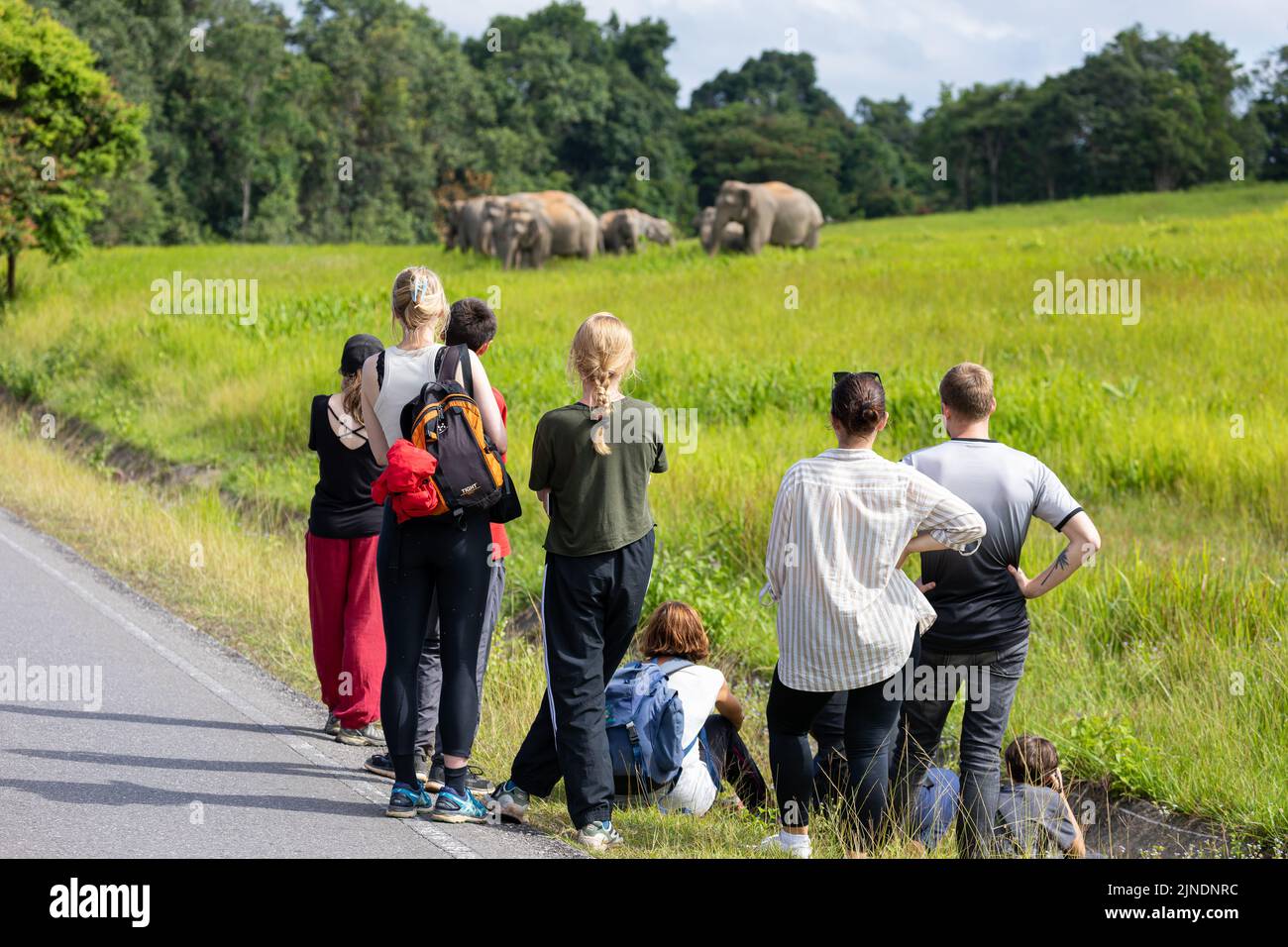 Khao yai, Thailand - June 28, 2022: Focusing on the back of tourist group while watching the wild elephants in blurry background on green grass field Stock Photo