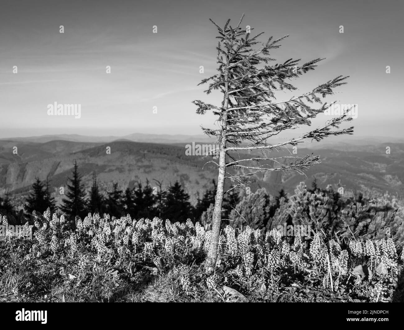 Panoramic view of Beskid Mountains Stock Photo