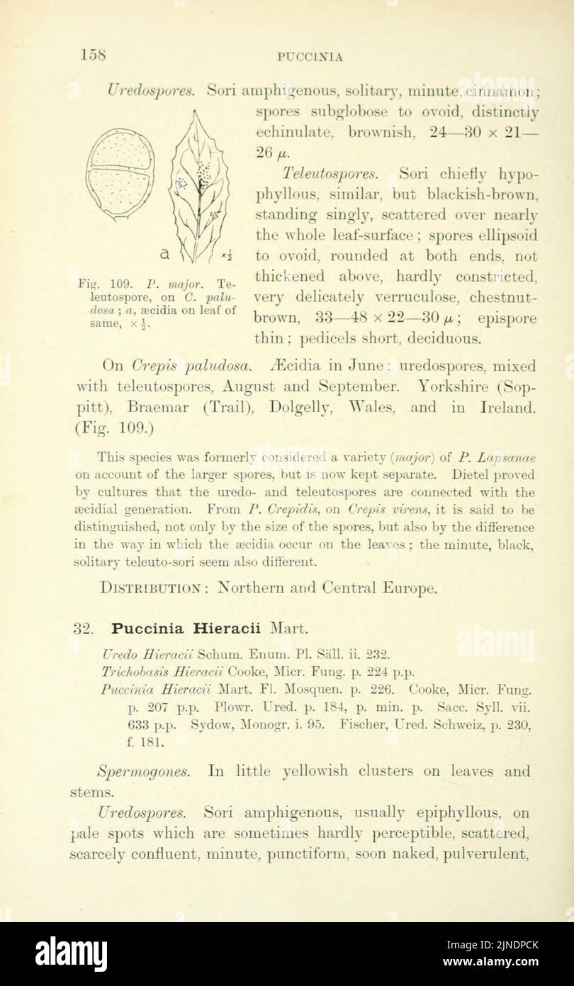 The British rust fungi (Uredinales) (Page 158) Stock Photo